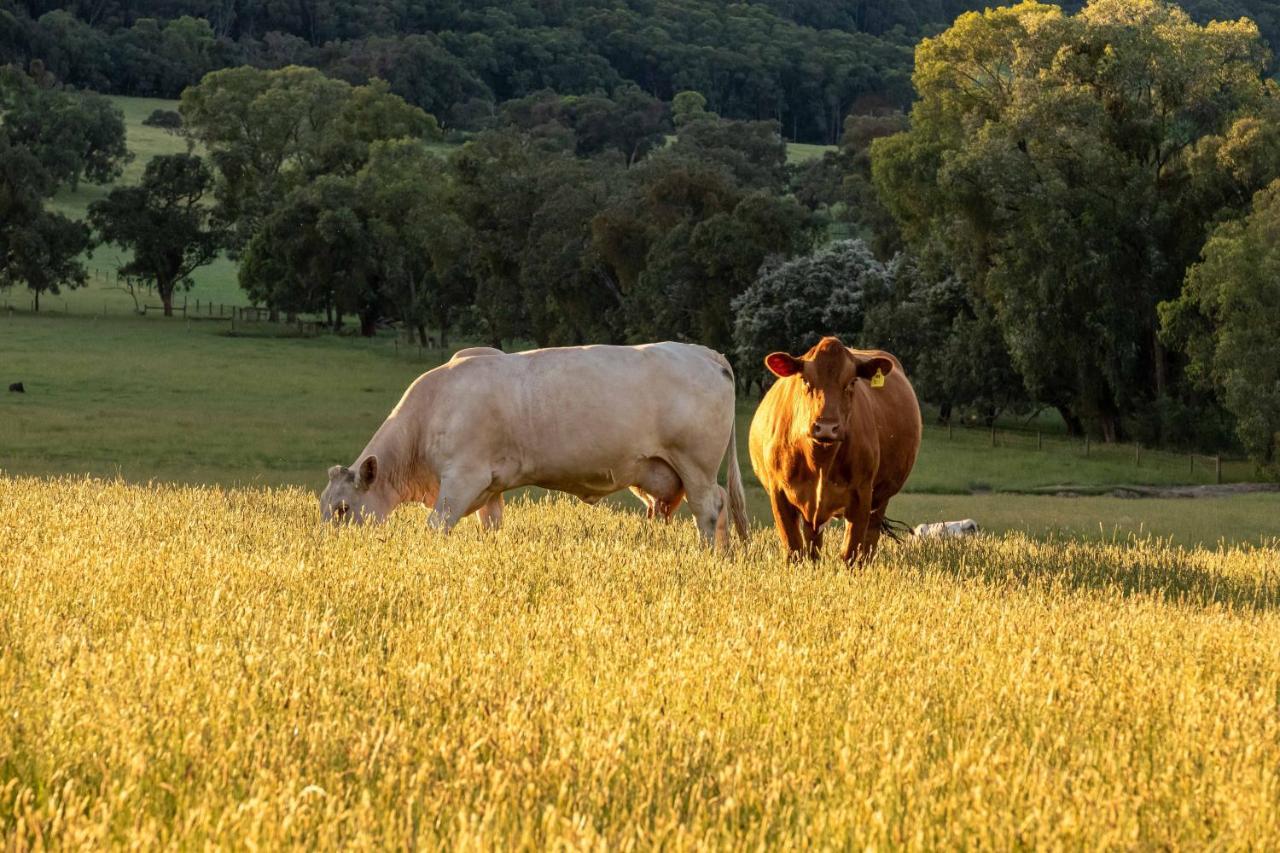 Langbrook Cottages Yarra Junction Dış mekan fotoğraf